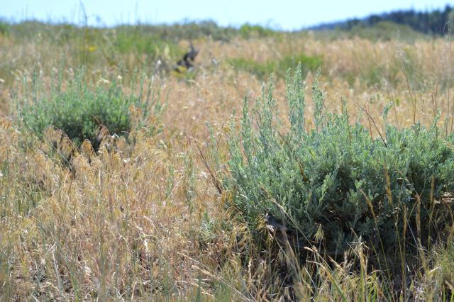 thick, dry cheatgrass overgrowing sagebrush