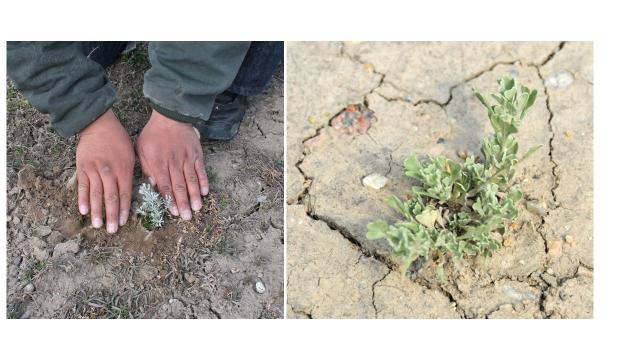Hands plant a sagebrush seedling that is then shown in dry ground