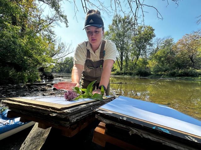 BLM Natural Resource Specialist Nikki Carter prepares an herbarium voucher of Joe Pye weed, carefully arranging the roots of the plant on cardboard rested on a wood palette as a river flows behind her as trees with green leaves line both sides of the river.   