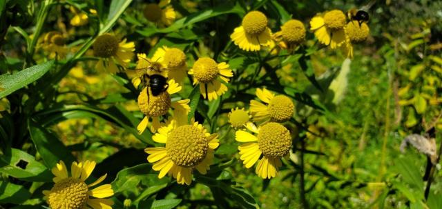 Eastern bumble bees forage on common sneezeweed, a bright yellow flower, enjoying the late season blooms laden with pollen.