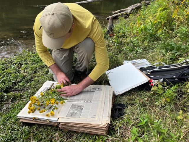 a man kneels alongside a river, arranging common sneezeweed, a bright yellow flower, laying the sneezeweed on old newspaper pages.  