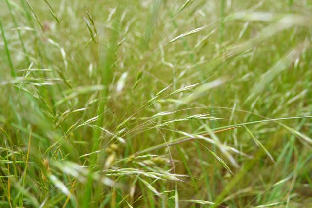 a patch of invasive ventenata grass 