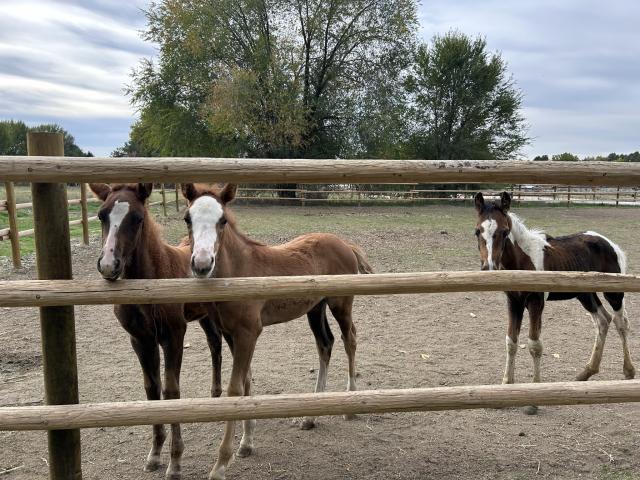Three foals in a pen. 
