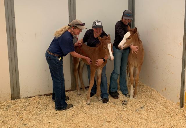 Three people in a room with two wild horse foals