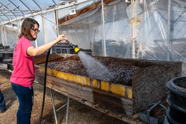 Woman in pink shirt sprays water onto a large container of potting soil.