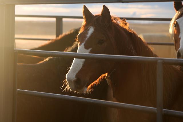 A red horse with white face markings with sun shining on it. 