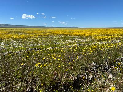 Soda Lake wildflowers