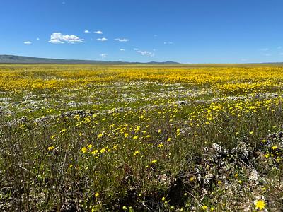 Yellow wildflowers in a flat  field