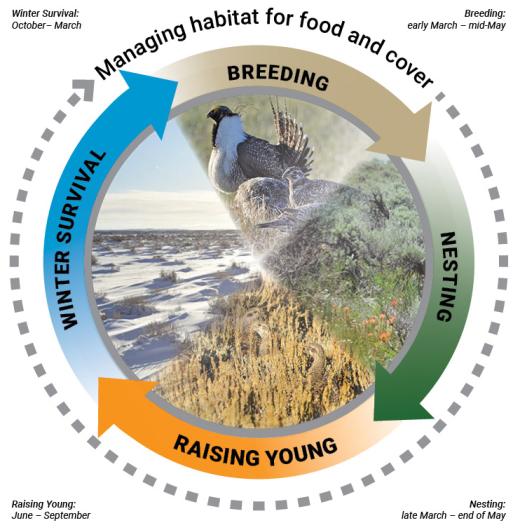 a graphic showing the seasonal relationship between sage-grouse life activities and sagebrush growth cycle