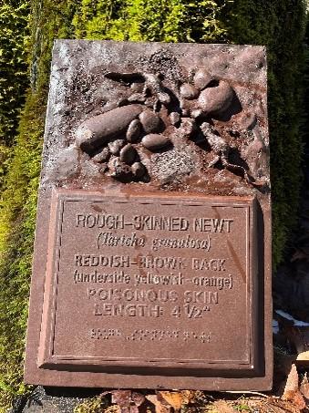 Photo shows a 3D plaque of two newts crawling among rounded river rocks. Their common and scientific name are spelled out below with Braille letters at the bottom of the plaque.