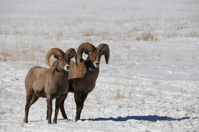 Two bighorn sheep stand in the snow