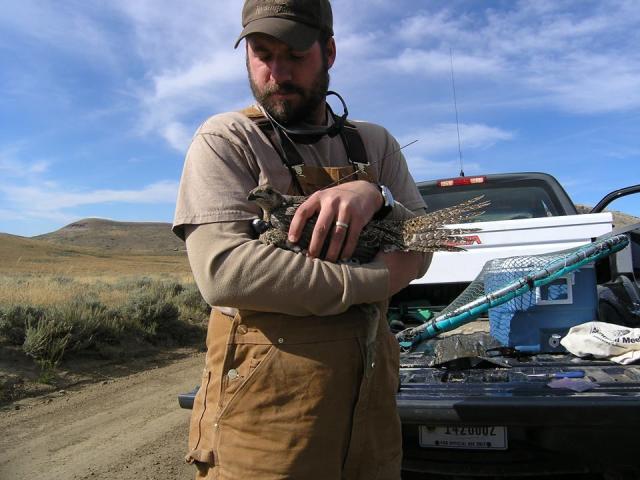 A wildlife specialist carefully cradles a greater sage-grouse hen