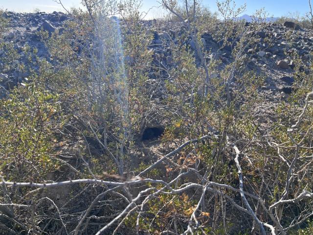 Desert tortoise burrow amid green brush