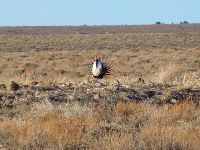A greater sage grouse stands in area following a hazardous fuels treatment.