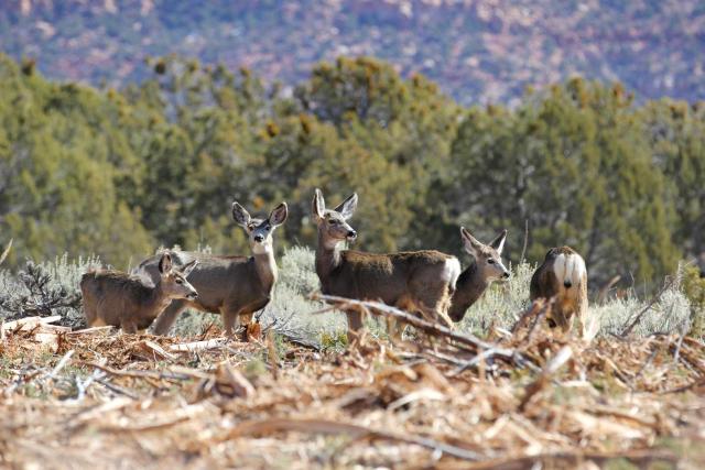 Deer standing in a freshly masticated area.