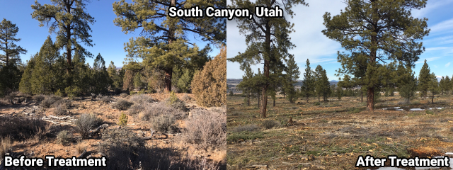 A before and after comparison of hazardous fuels treatment conducted in the South Canyon area of Utah. In the before picture, there is much more understory shrubbery than the after picture.