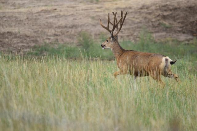 mule deer in velvet in lush green pasture