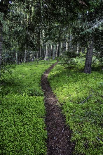 This photo shows a trail going through a heavily wooded area in southwest Oregon.