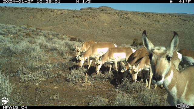 A photo of several pronghorn in the foreground, with flat lands and a blue sky in the background.