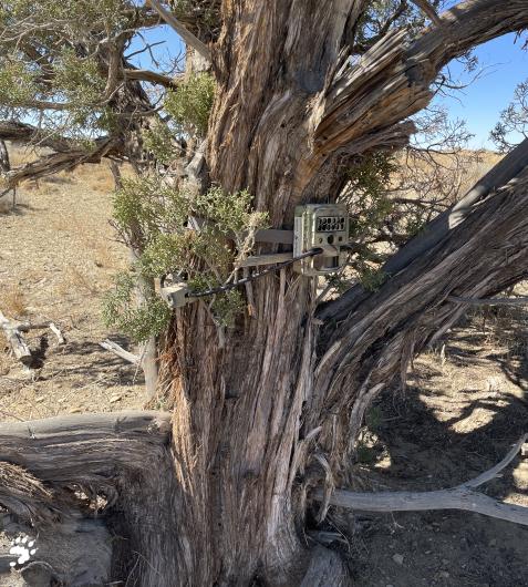 A photo of a trail camera attached to a tree.