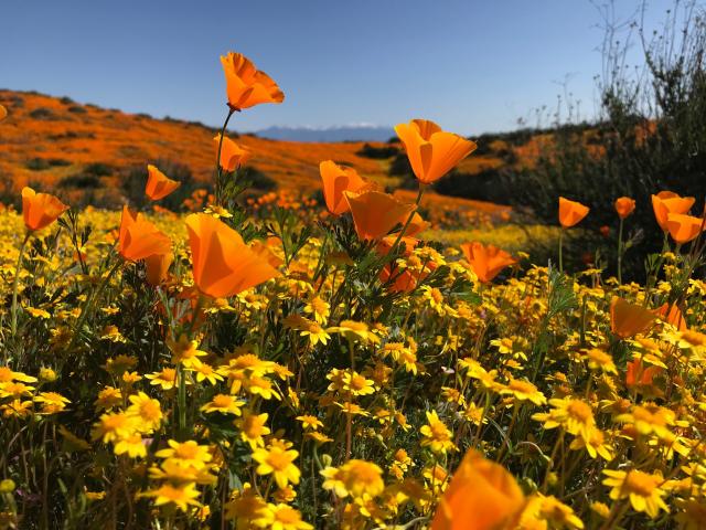 Bright yellow and orange flowers on a hill