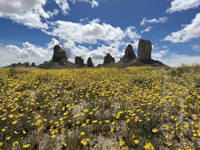 Bright yellow flowers under towering rock formations