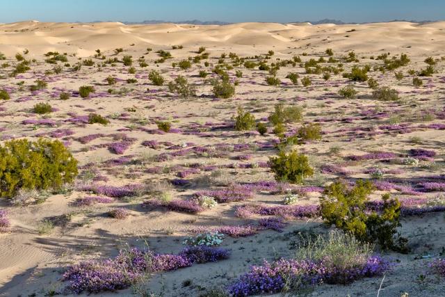 Purple flowers in sand dunes