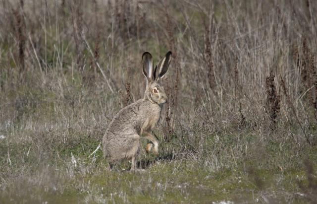 a black-tailed jackrabbit in sagebrush habitat