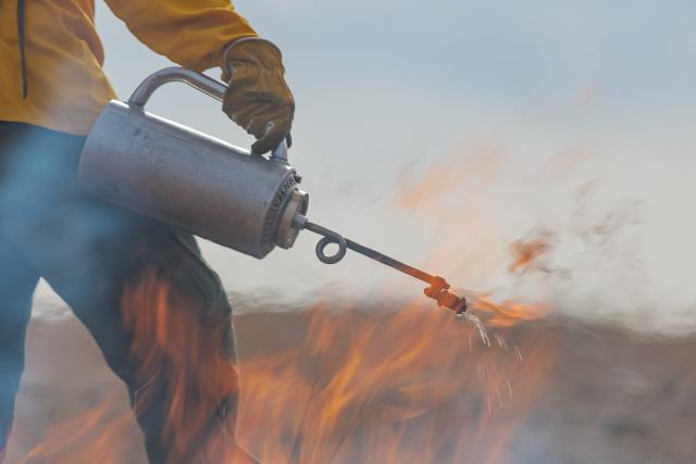 Person holding a drip torch on a prescribed fire. 