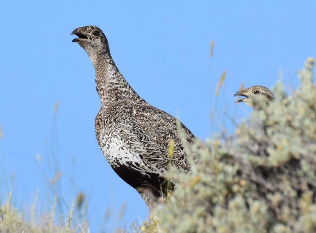two greater sage-grouse emerge from sagebrush under blue sky