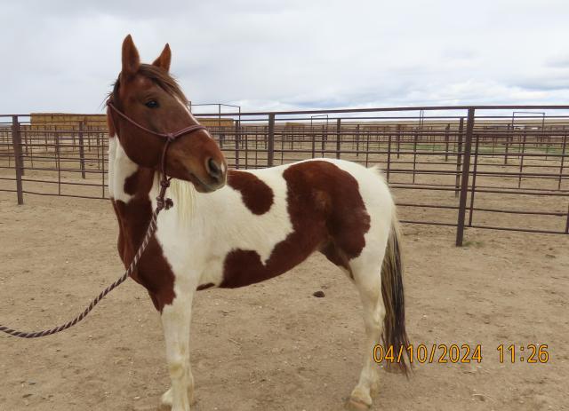 A red and white pinto horse. 