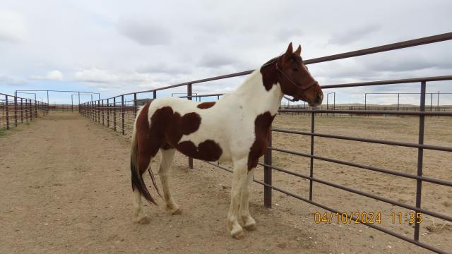 A red and white horse. 