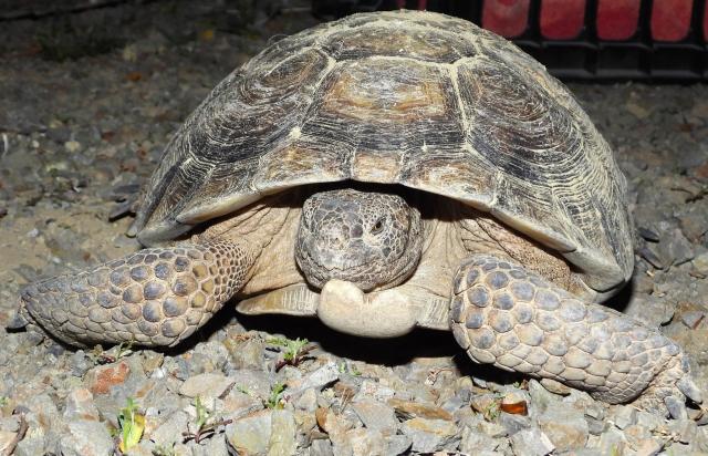 Lucky the male desert tortoise rescued from the mineshaft