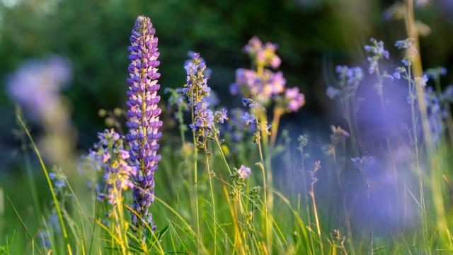 Purple Lupine in a riparian area.