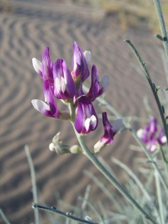 Purple flower in Sand Dunes