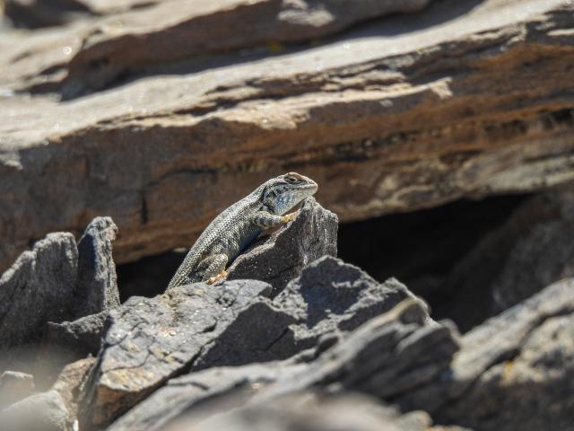 a sagebrush lizard basks on rocks (Wyoming)
