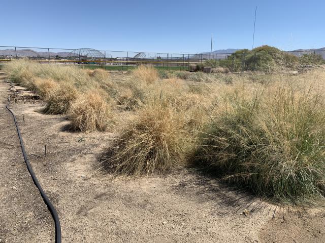 Field of Vegas Alkali Sacaton for seed growth at Victor Valley College