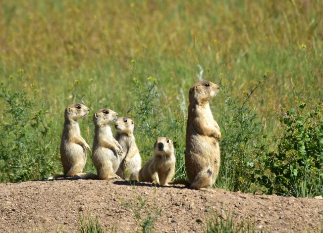 white-tailed prairie dogs standing in a line in sagebrush habitat