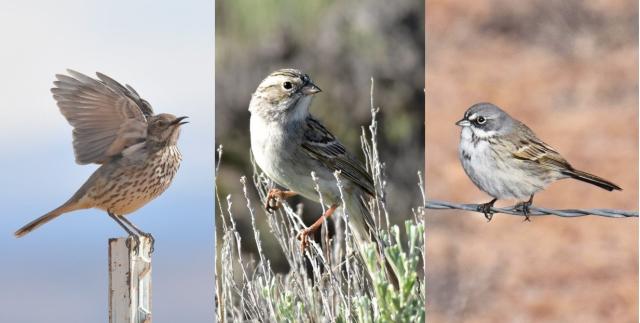 a three-panel image of birds: sage thrasher, Brewer's sparrow and sagebrush sparrow