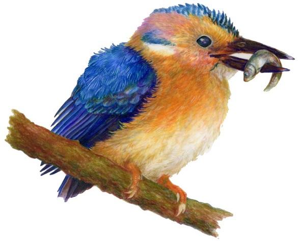 illustration by Serena Richelle of an orange breasted bird with blue wings holding a minnow in its mouth