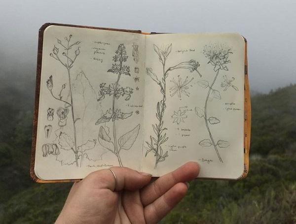 A range of plant identifications in Big Sur in graphite. Photo courtesy of Serena Richelle.
