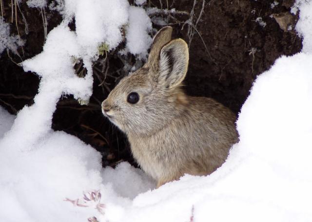 a pygmy rabbit at the entrance to its burrow with snow