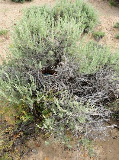 a sage thrasher nest deeply hidden in a sagebrush bush