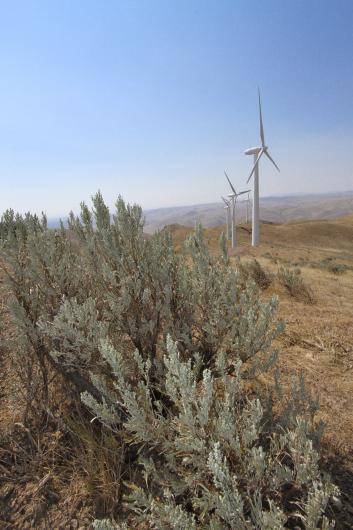 sagebrush with wind turbines in the background