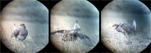 Three photos of male sharptail grouse in various poses of mating dances on the lek. As viewed through a spotting scope. 