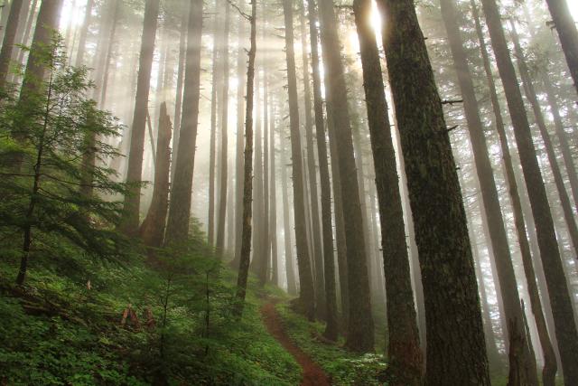 Photo shows a dirt path winding through tall pine and fir trees, with the sunlight shining through the trees.