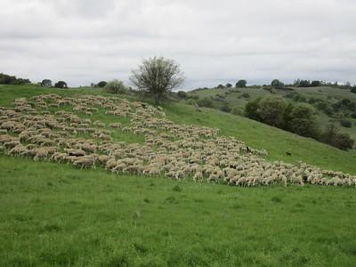 Sheep on a green hill