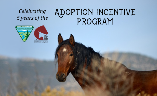 A wild horse in sage brush. Wording says "Celebrating 5 years of the Adoption Incentive Program"