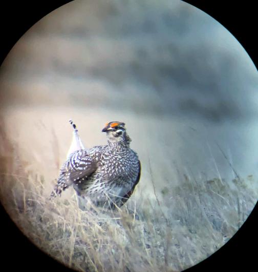 Male sharptail grouse in a mating dance on the lek. As viewed through a spotting scope.