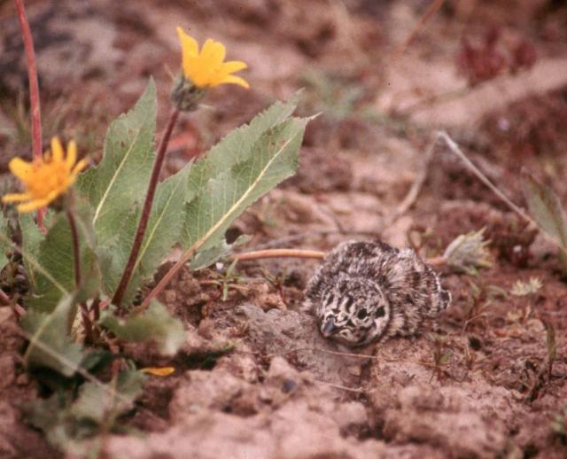 a sage-grouse chick huddles near a wildflower